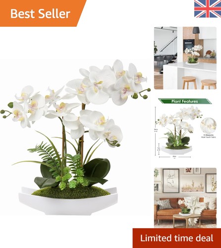 Stunning white orchid - plant,