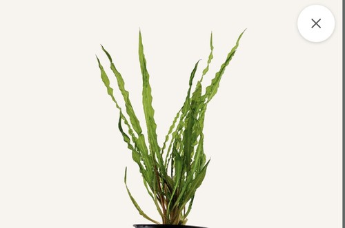 Cryptocoryne retrospiralis - , –