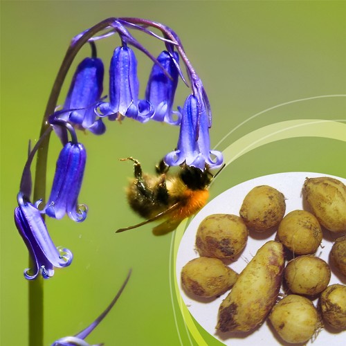 English bluebell garden bulbs - english,