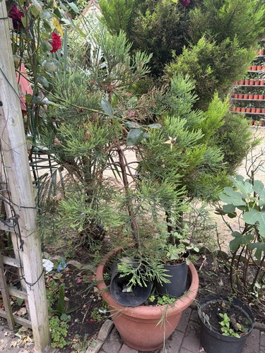 Giant sequoia redwood tree - ,