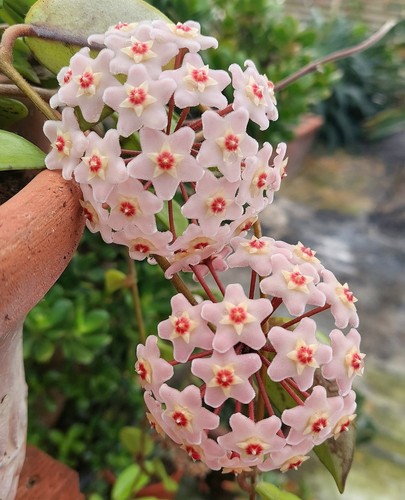 Hoya carnosa 6 - hoya,
