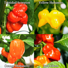 Superhot Mix Chilli Pepper