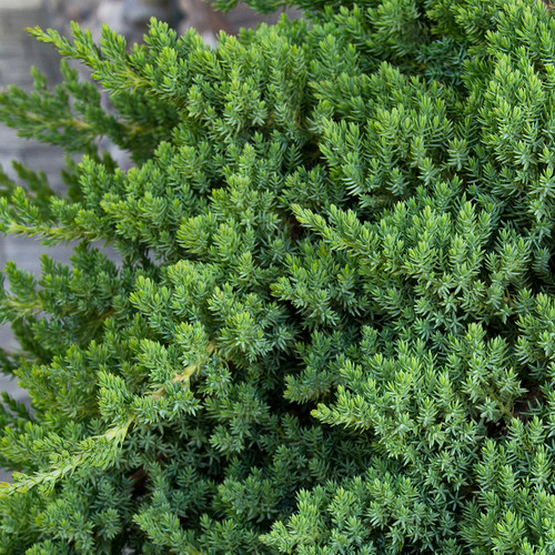 Juniperus procumbens nana - juniperus,