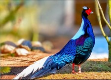 4 Swinhoe pheasants hatching