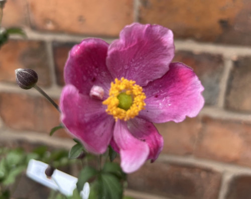 Anemone japonica pamina - anemone,
