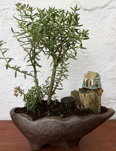 Crassula sarcocaulis hardy - crassula,