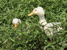 12 White Crested Duck Hatching