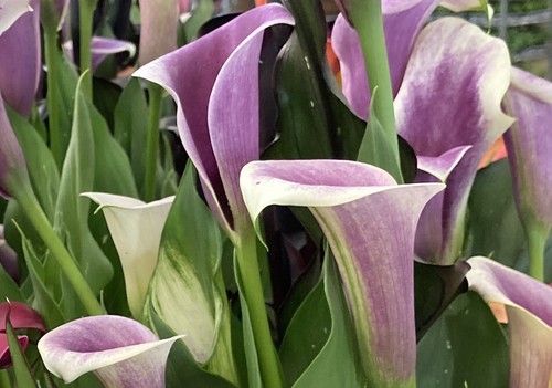 Two purple white calla - two,