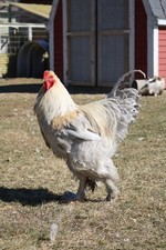 12+ Isabel Large Breed Brahma