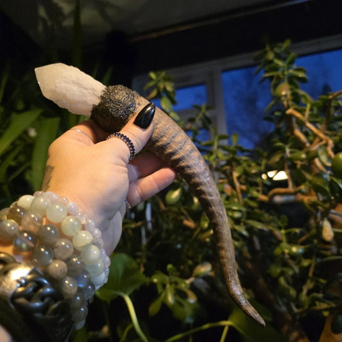 Medium real animal horn - animal, and