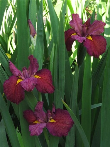 Iris lousiana ann - ann,