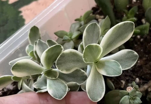 Crassula swaziensis - crassula,