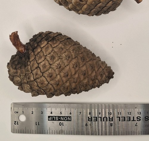Two large pinus coulteri pine - ,