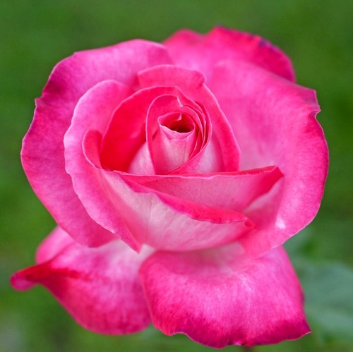 Rose bush gaujard double - rose,