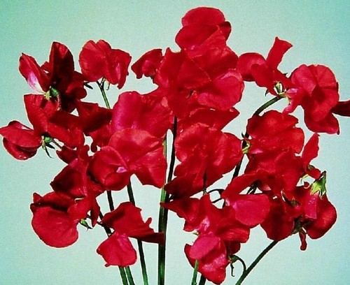 Seeds winter sweet pea - 20,