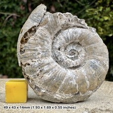 Lytoceras fimbricatum Fossil