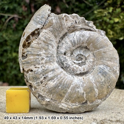 Lytoceras fimbricatum fossil - lytoceras,