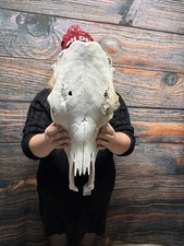 Neat Real Cow Skull W/O Horns