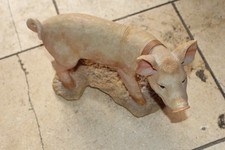 Large Babie pig  Collectors