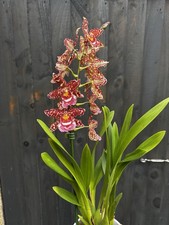 NEW Oncidium hybrid, Large IN FLOWER