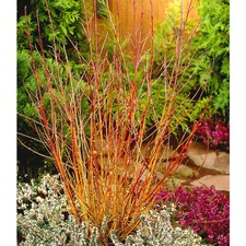 3 Midwinter Fire Dogwood / Cornus Sanguinea 30-50cm Tall, Flame-coloured Stems