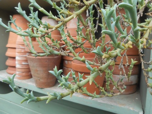 Ruschia uncinata four - ruschia,
