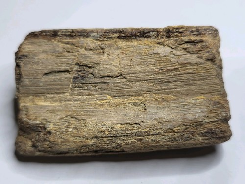 Tylosaurus rex jaw fossil ozan - jaw,