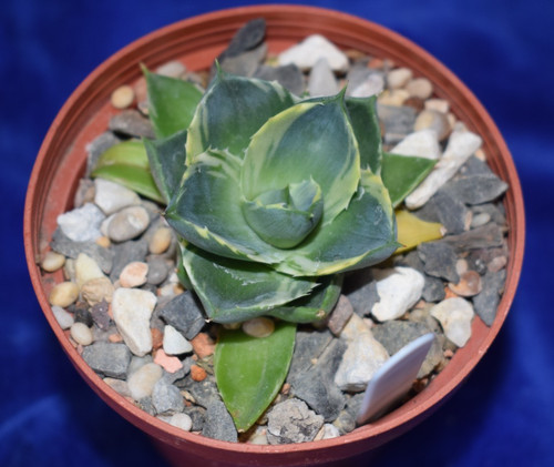 Rare variegated agave pixie - variegated,