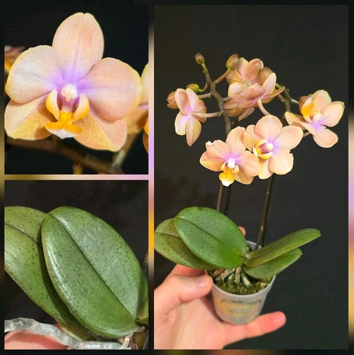 Mini phalaenopsis aromio - mini,
