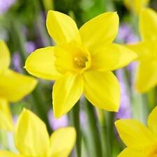Mini Daffodil MARIE CURIE DIAMOND Bulbs-Spring Flowering- to Plant X20 Bulbs