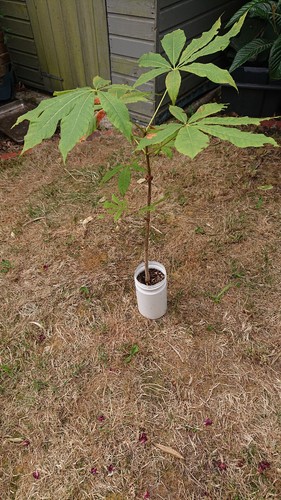Aesculus indica indian - aesculus, horse