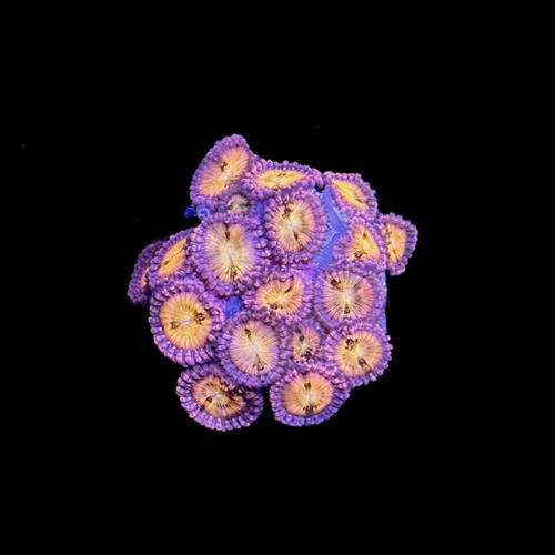 Pixie dust zoanthids - pixie,