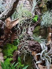 Spanish moss tillandsia - moss,