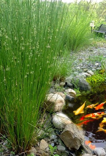 Juncus rush pond plant - pond,