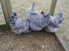 silver blue and splash marans Ovals For Hatching.NOT LIVE ANIMALS