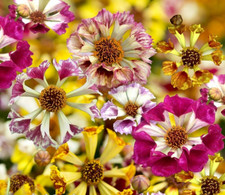 15 Coreopsis Sea Shells Mix