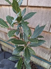 Laurus Nobilis Evergreen /