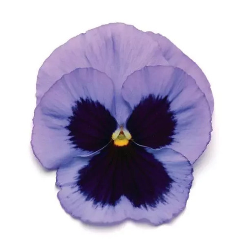 Winter flowering pansy - winter,