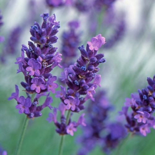 English lavender angustifolia - lavender,