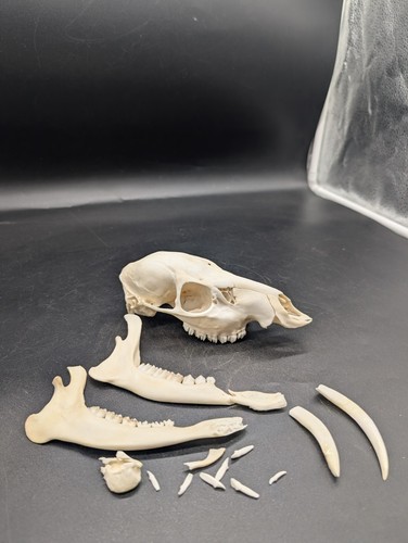 British cwd buck skull - cwd,