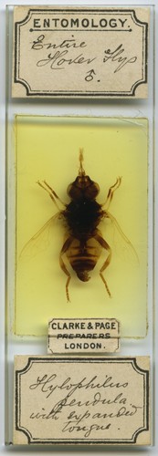 Antique microscope slide - microscope,