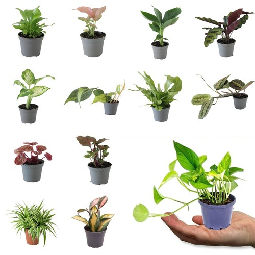 Mini indoor plant - plant, mix