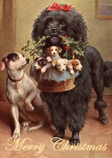 POODLE WITH PUPS & JACK