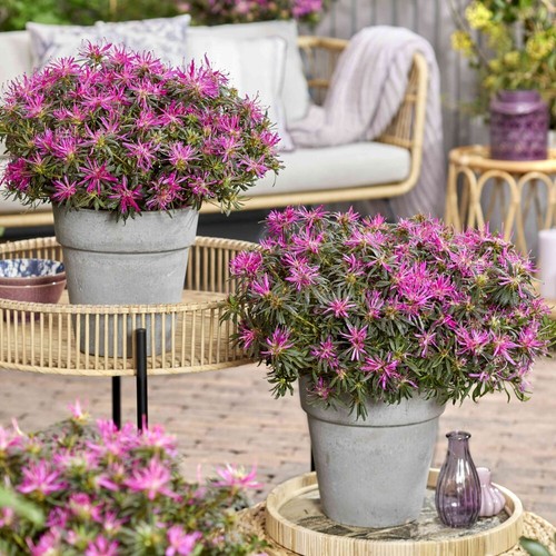 Azalea rhododendron plants - t&m,