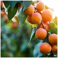 Apricot Bergeron Tree 4-5ft, Self-fertile Sweet & Tasty Orange Flesh