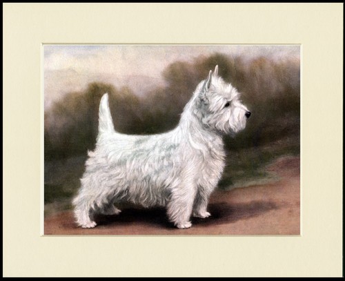 West highland white - highland,