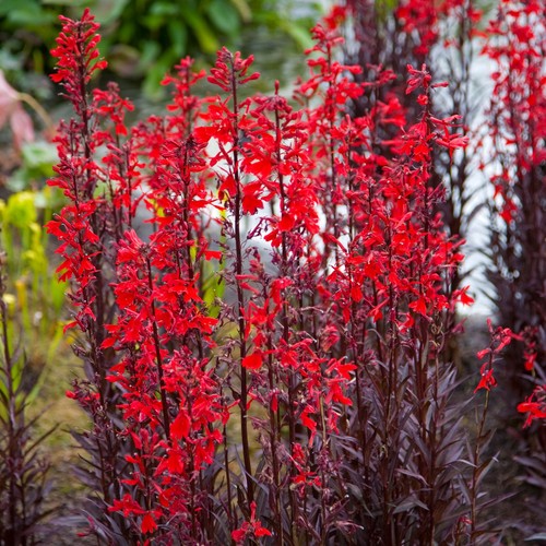 Lobelia queen victoria - lobelia,