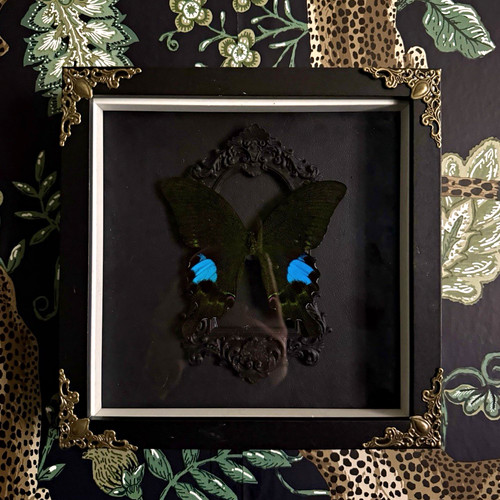 Emerald swallowtail taxidermy - emerald,