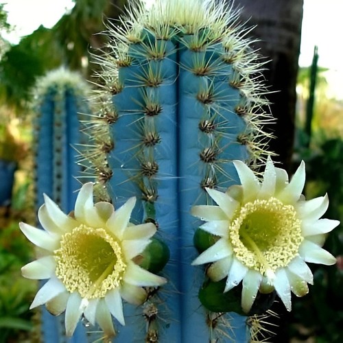 Pilosocereus azureus 10 - pilosocereus,