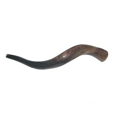 Kudu Yemenite Horn Shofar Size